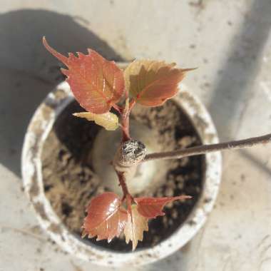 Ficus Religiosa