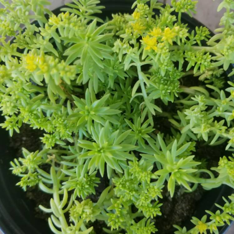 Plant image Sedum Mexicanum 'Lemon Ball'