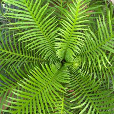 Blechnum Gibbum 'Silver Lady'