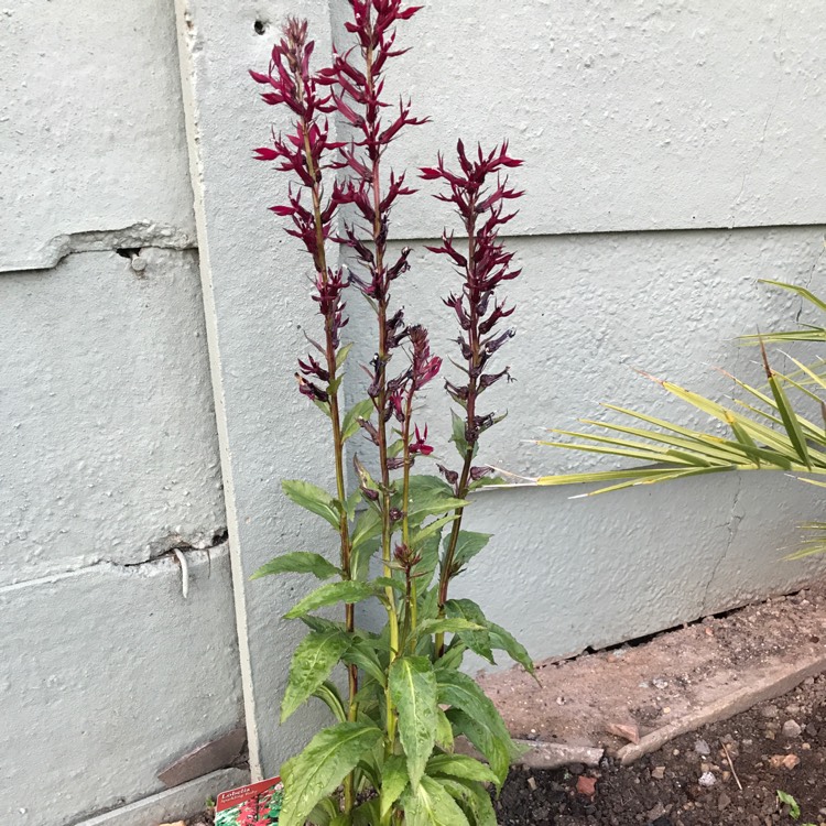 Plant image Lobelia x speciosa 'Tania'