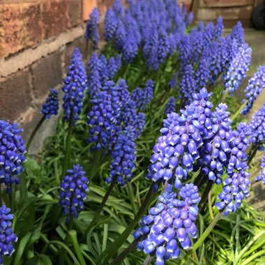 Grape Hyacinth (Species) Armenian Grape Hyacinth