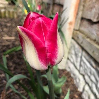 Tulip