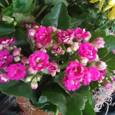 Kalanchoe blossfeldiana Pink Queen