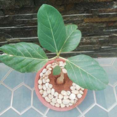 Ficus benghalensis