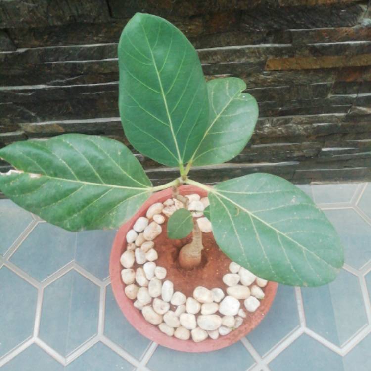 Plant image Ficus benghalensis