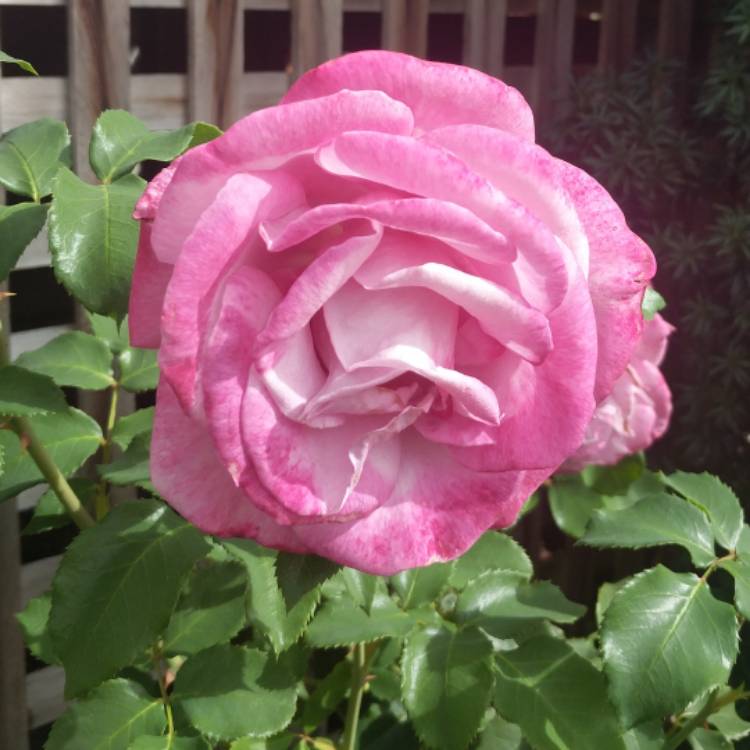 Plant image Rosa (Grandiflora)