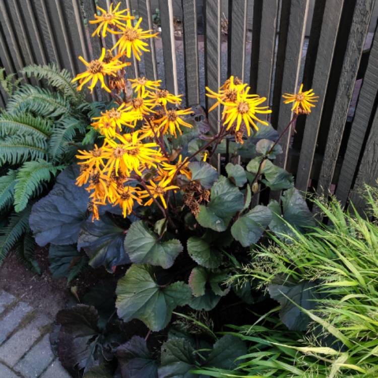 Plant image Ligularia dentata 'Britt Marie Crawford'