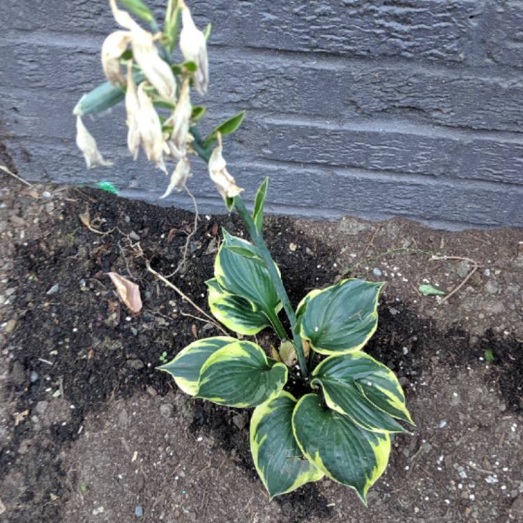 Plant image Hosta 'Twilight'