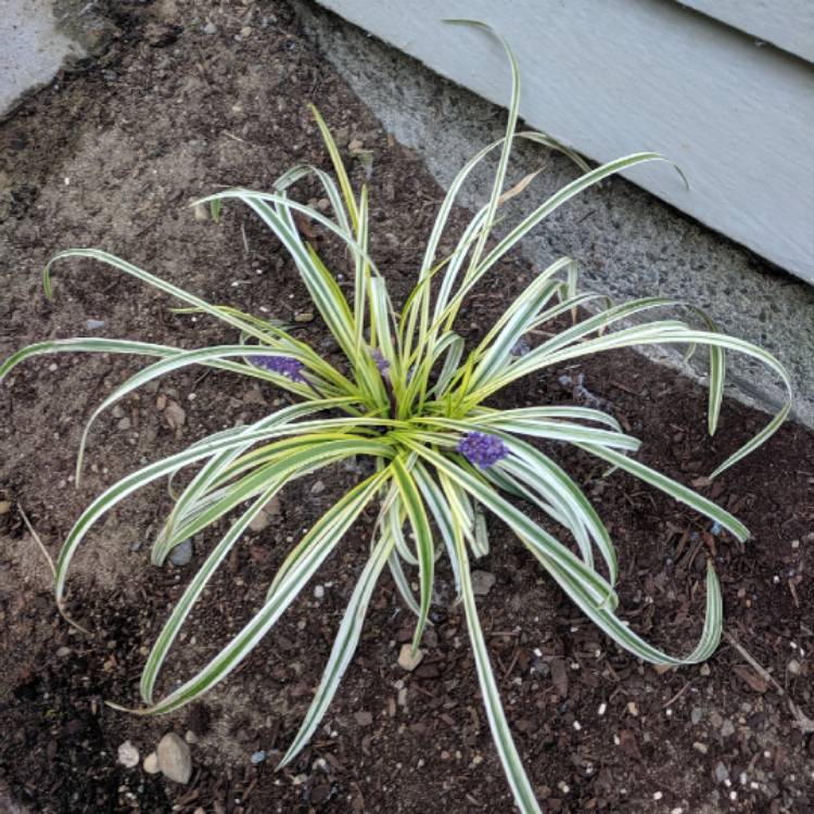 Plant image Liriope muscari 'Variegata'