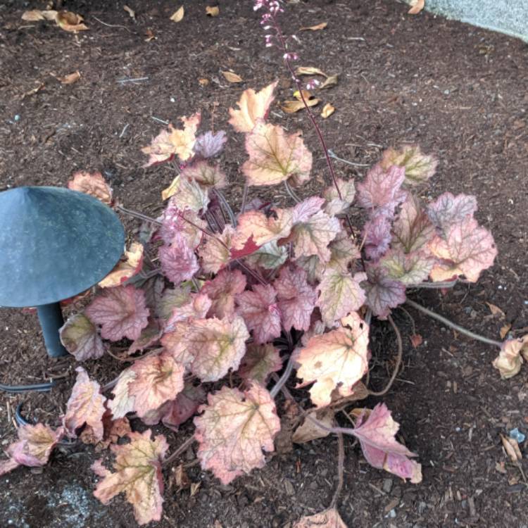 Plant image Heuchera 'Peach Flambe'