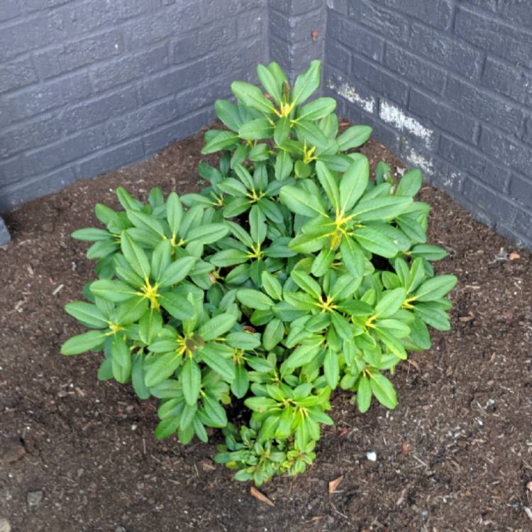 Plant image Rhododendron 'Golden Eagle'