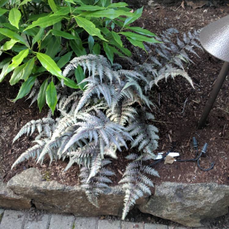 Plant image Athyrium niponicum 'Red beauty'