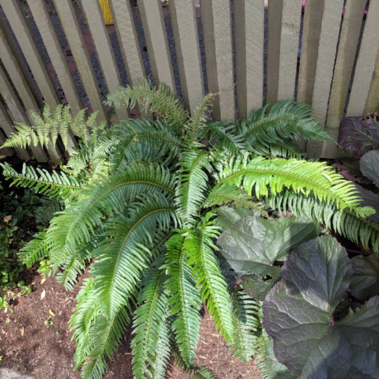 Plant image Nephrolepis cordifolia