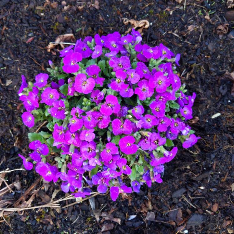 Plant image Aubrieta 'Audelpur' (Axcent Series) syn. Aubrieta 'Axcent Deep Purple'