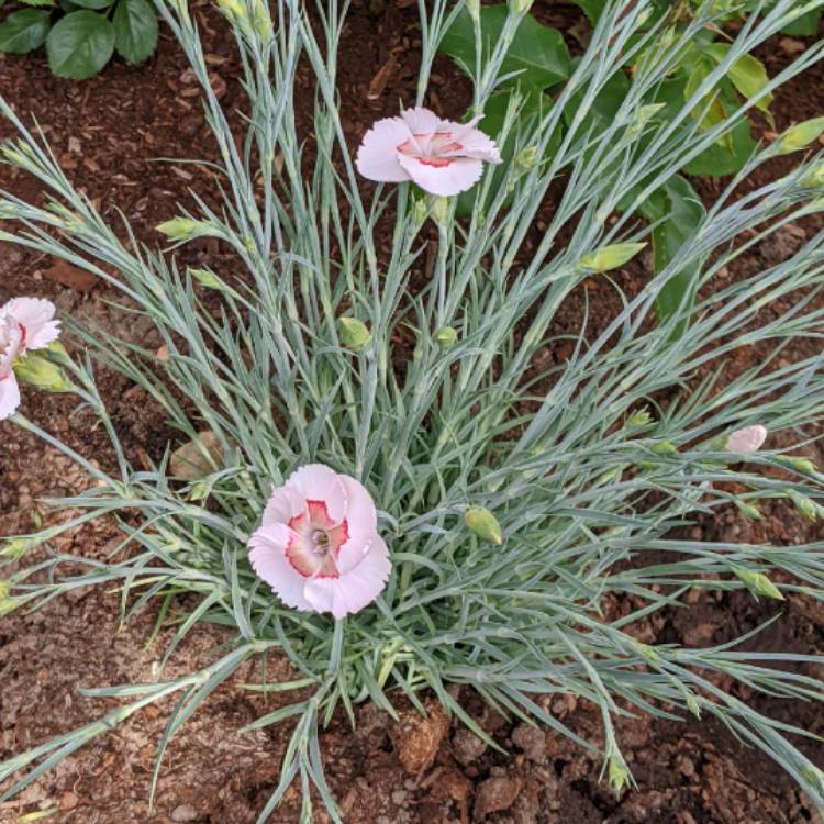 Plant image Dianthus caesius 'Albus'