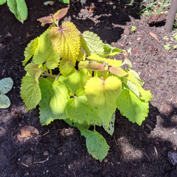 Plant image Agastache rugosa 'Golden Jubilee'