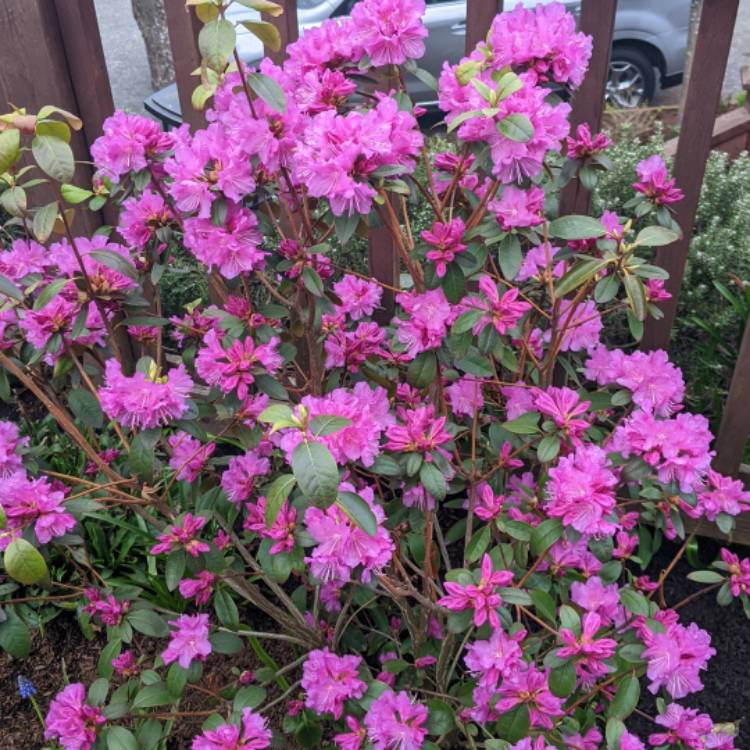 Plant image Rhododendron 'Ramapo'