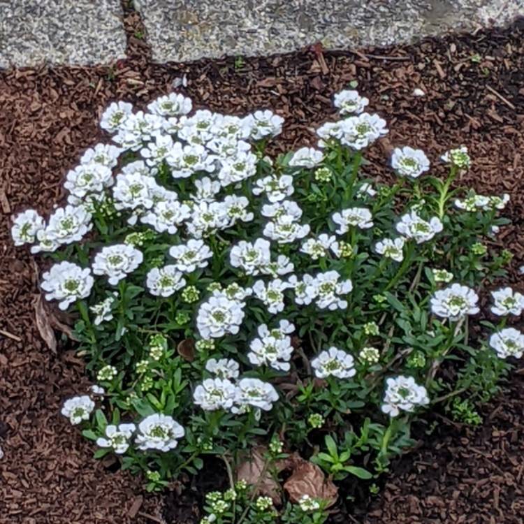 Plant image Iberis sempervirens Purity'