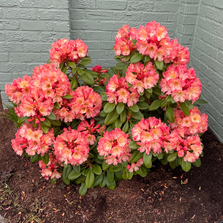 Plant image Rhododendron 'Golden Eagle'