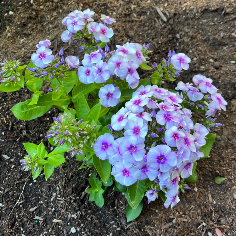 Plant image Phlox maculata 'Reine du Jour'