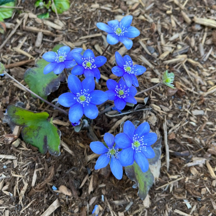 Plant image Hepatica nobilis syn. Anemone hepatica L. ; Hepatica triloba