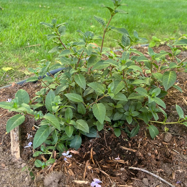 Plant image Fuchsia 'Whiteknight's Amethyst'