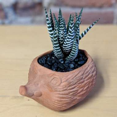 Haworthia 'Zebra'