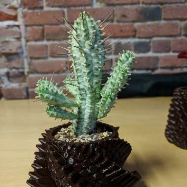 Euphorbia mammillaris 'Variegata'