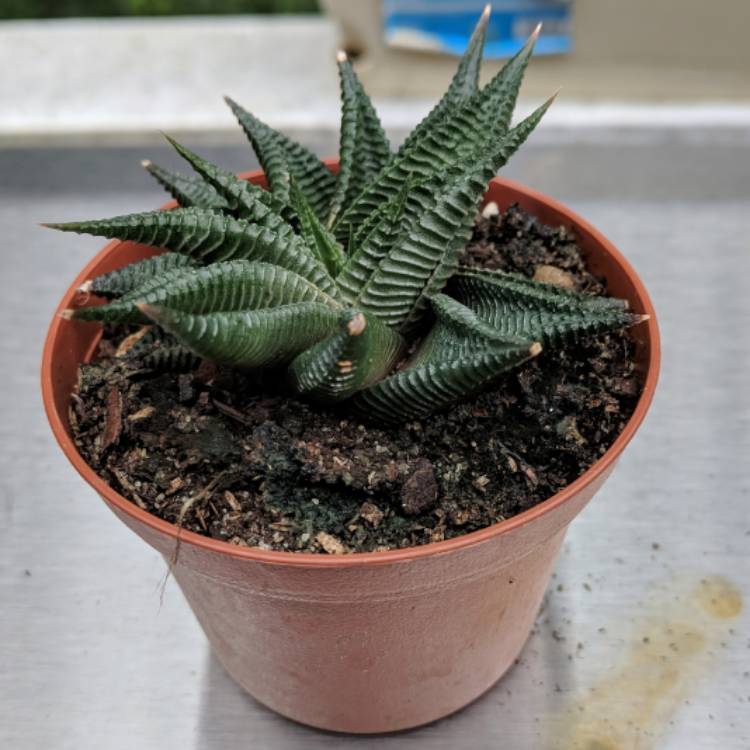 Plant image Haworthiopsis limifolia 'Green Knight' syn. Haworthia limifolia 'Green Knight'