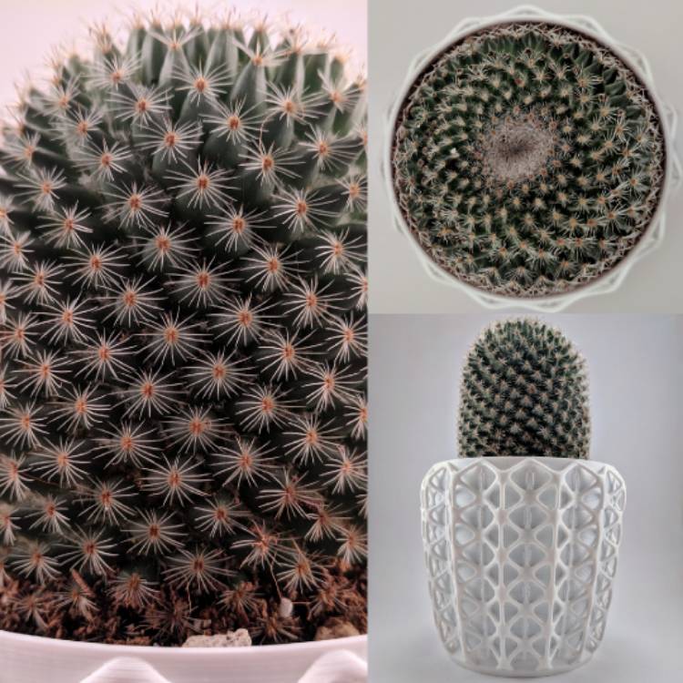 Plant image Mammillaria haageana 'Elegans'