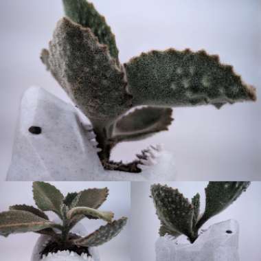 Kalanchoe Beharensis Fang