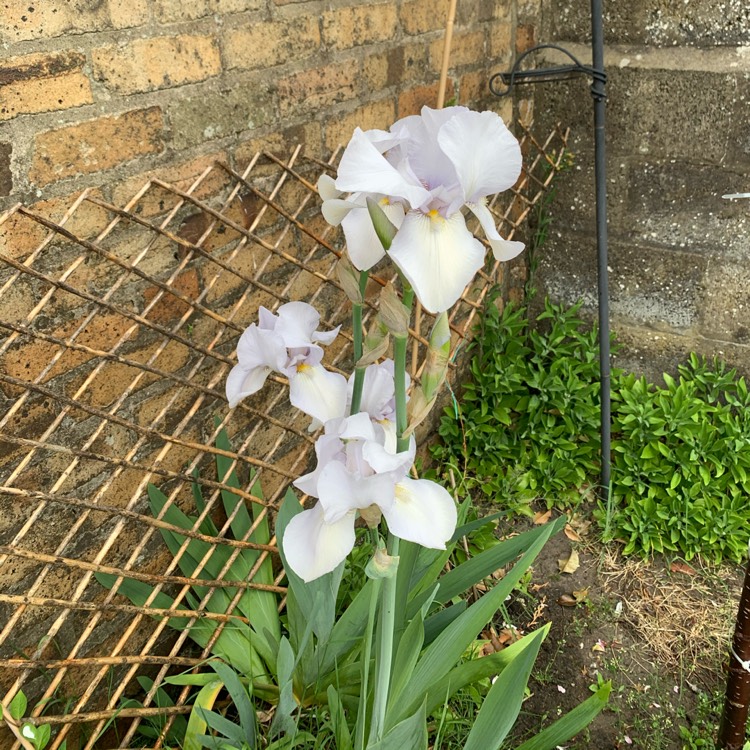 Plant image Iris x germanica 'Blue Shimmer'