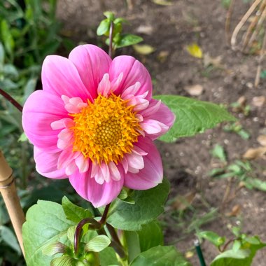 Dahlia 'Eyed Beauty' (Anemone-flowered)