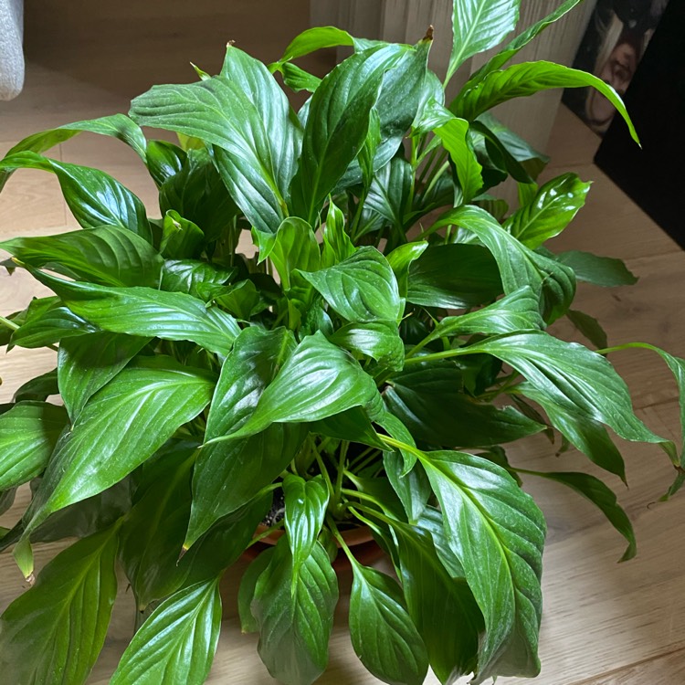 Plant image Spathiphyllum clevelandii