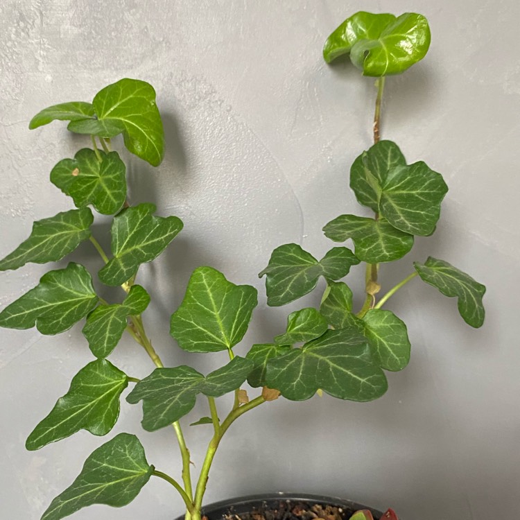 Plant image Hedera helix 'Thorndale'