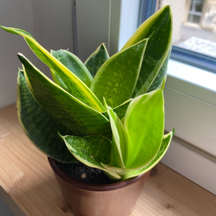 Plant image Sansevieria trifasciata 'Dwarf laurentii'