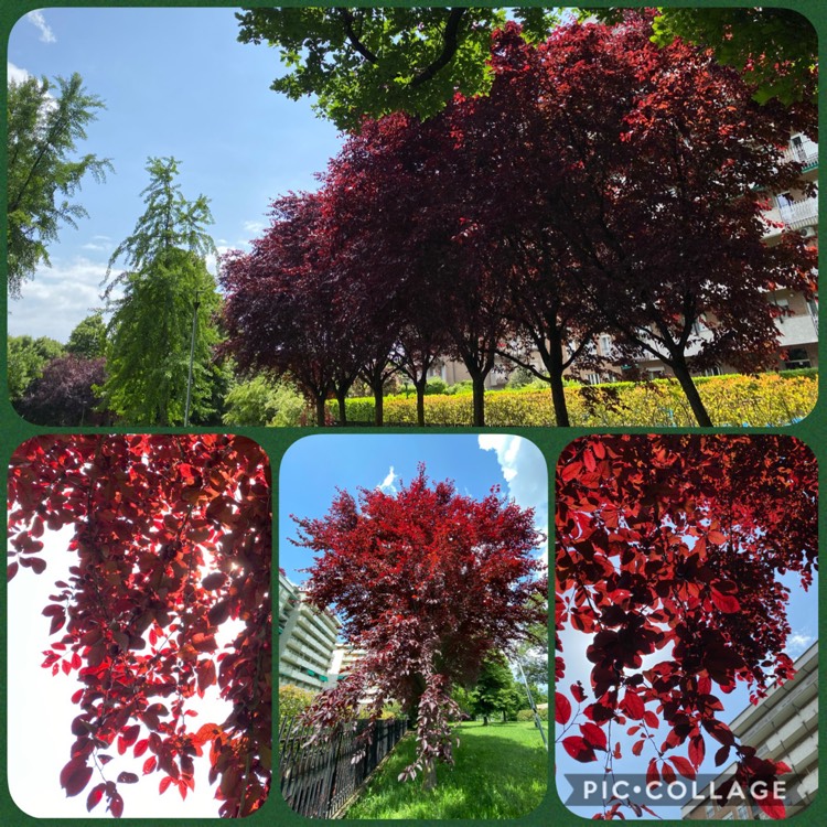 Plant image Prunus Cerasifera 'Thundercloud'