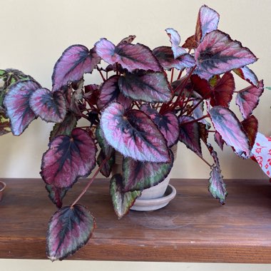 Rex Begonia 'Evening Glow'