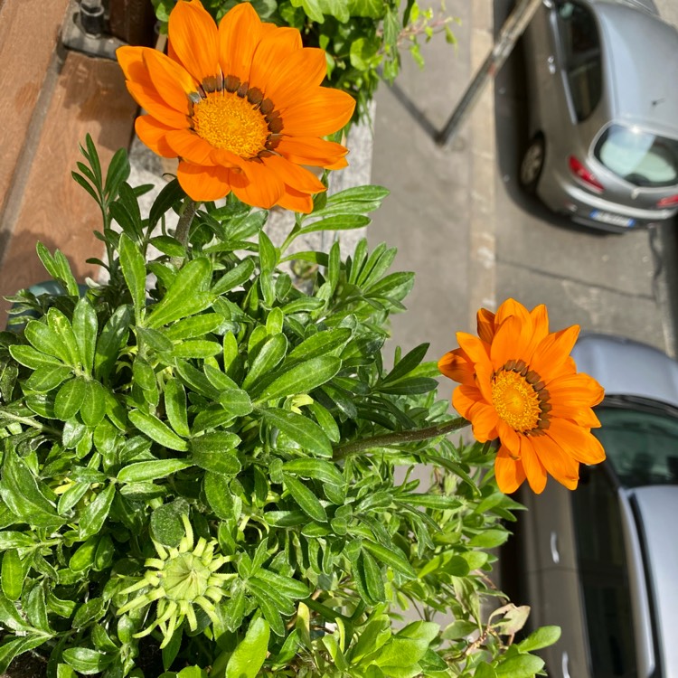 Plant image Gazania krebsiana 'Hantamberg Orange'