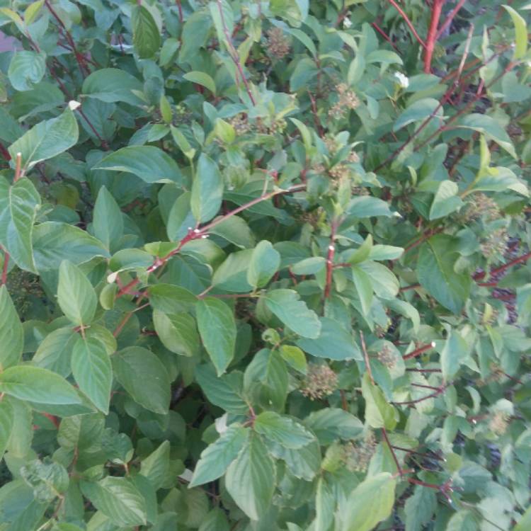 Plant image Cornus sericea