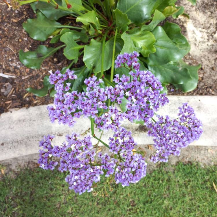 Plant image Limonium peregrinum