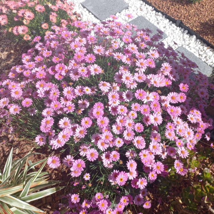 Plant image Brachyscome iberidifolia