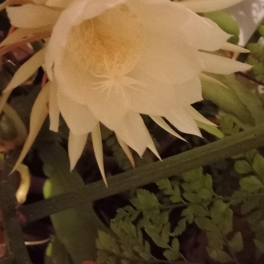 Plant image Selenicereus Grandiflorus syn. Cactus grandiflorus, Cereus grandiflorus