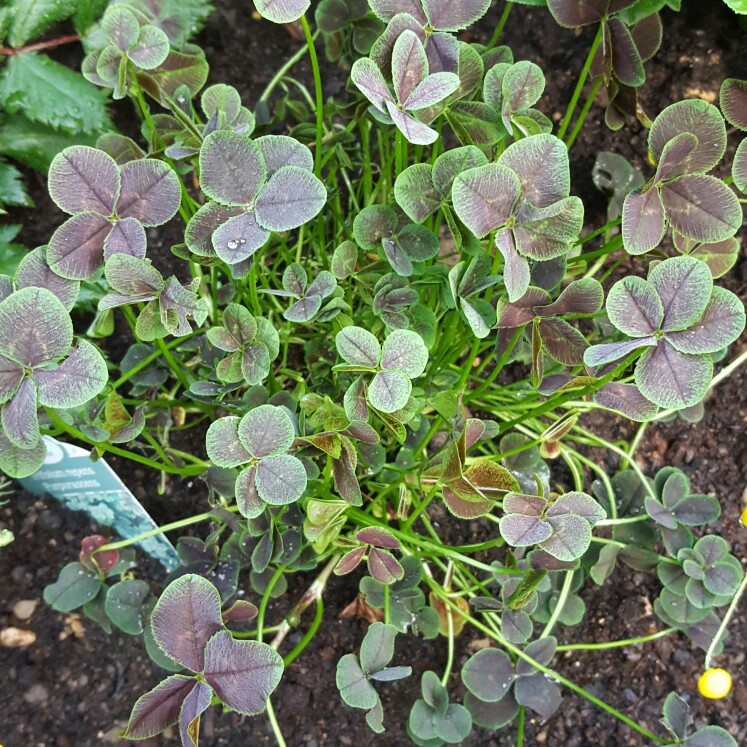 Purple-leaved Clover