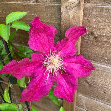 Clematis Niobe