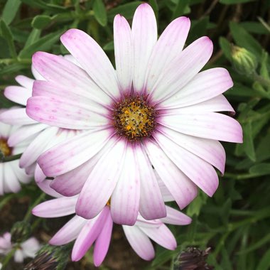 African Daisy 'Purple Envy'