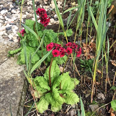 Primula japonica 'Miller's Crimson'