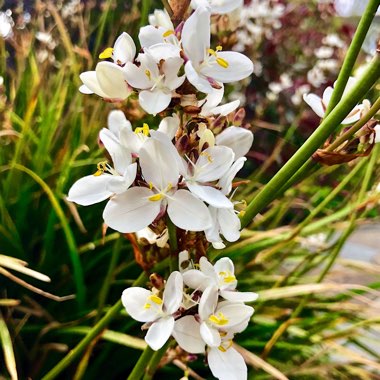 Libertia grandiflora