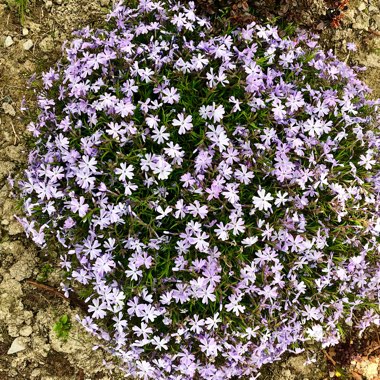 Phlox subulata 'Emerald Cushion Blue' syn. Phlox subulata 'Emerald Blue'