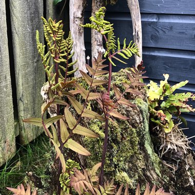 Dryopteris Erythrosora var. 'Prolifica'